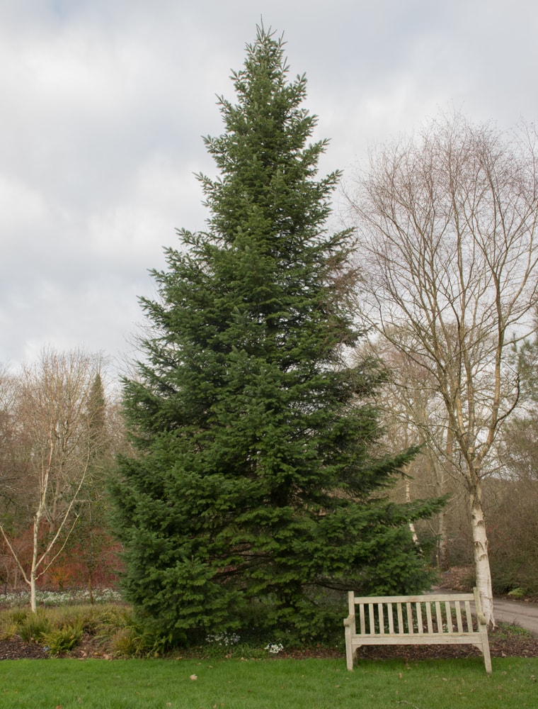 Winter Foliage of an Evergreen Coniferous Grand Fir Tree (Abies grandis) in a park