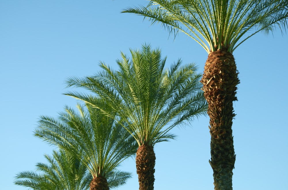 close up shot of leaves of a a king palm 