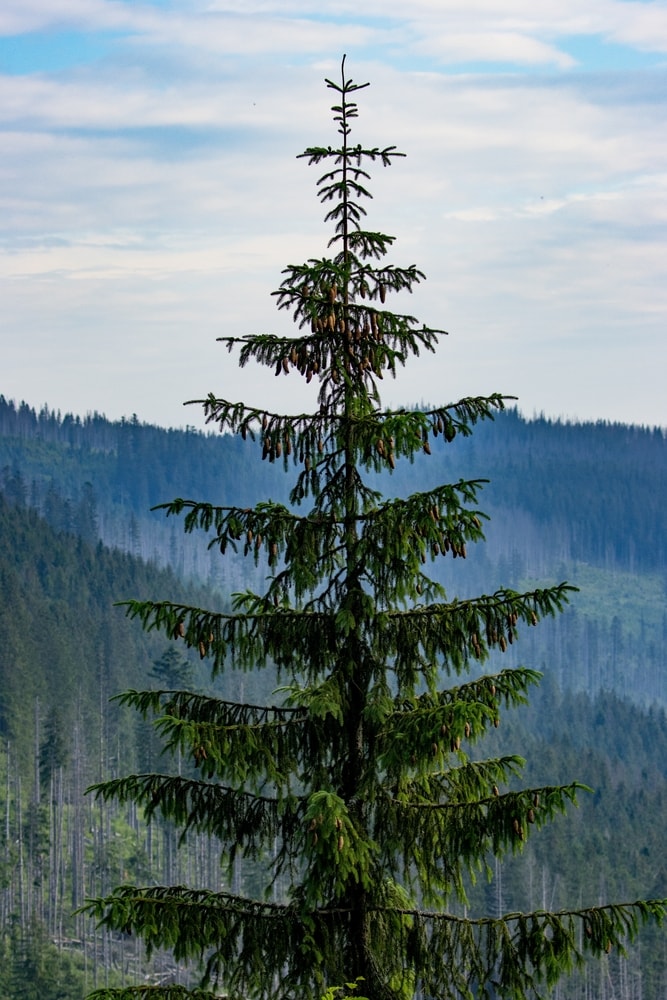 A majestic tall Mountain hemlock tree (Tsuga mertensiana) on the peak