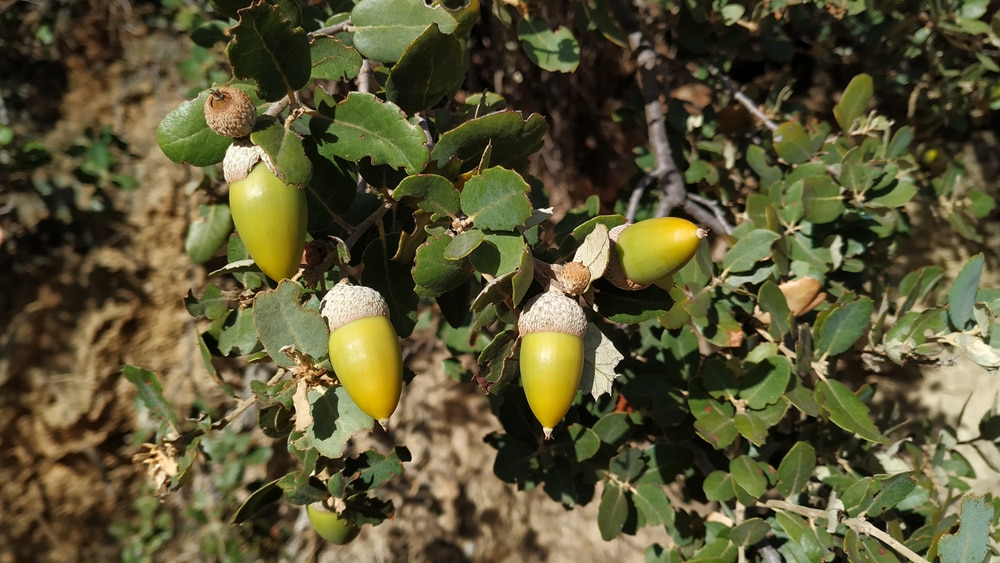 image of holly oak leaves with acorns,. These species of oak is evergreen and is native in the Meditteranean region