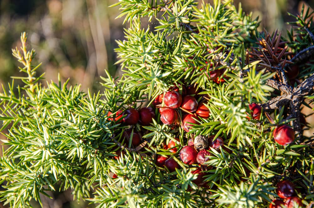 Pacific yew or Western yew in the mountains on a sunny day.