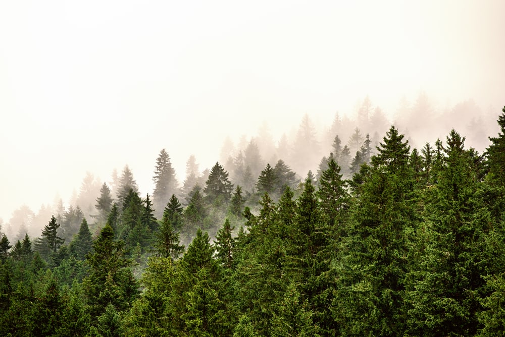 Misty foggy mountain landscape with fir forest