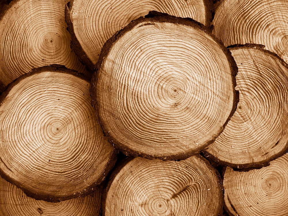 close up image of a pile of sawed pine wood