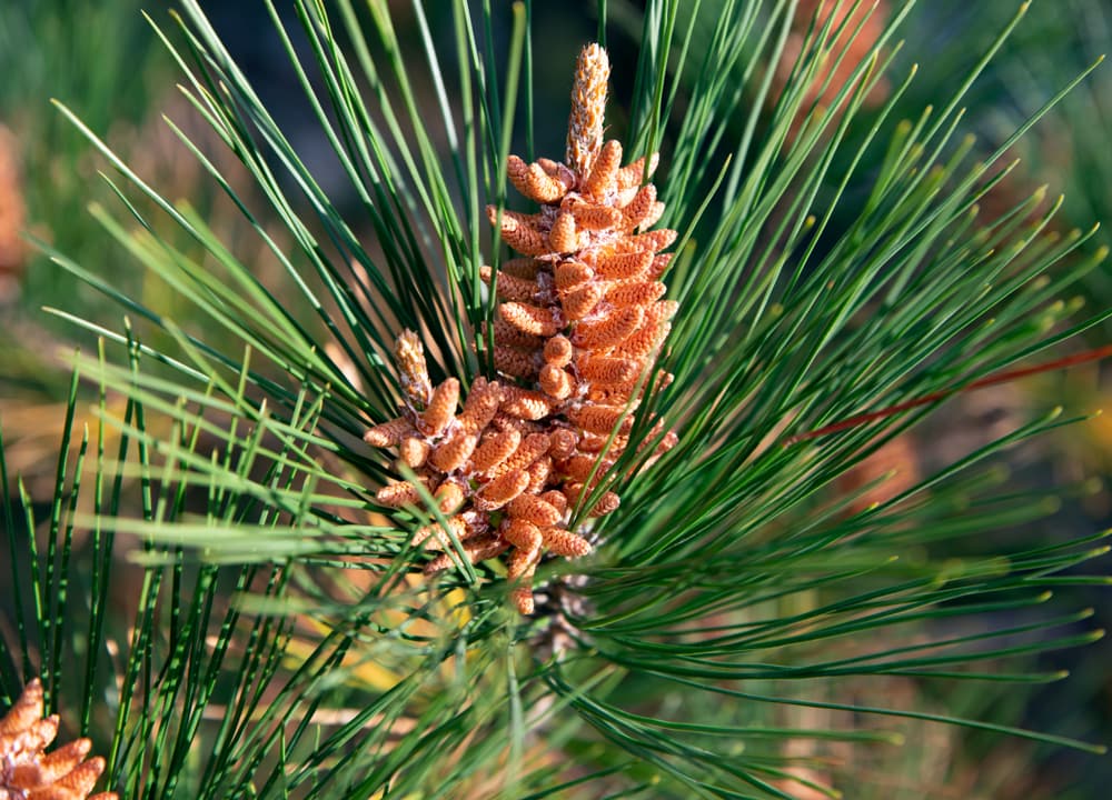 close up of cones and needles of a red pine or Norway pine