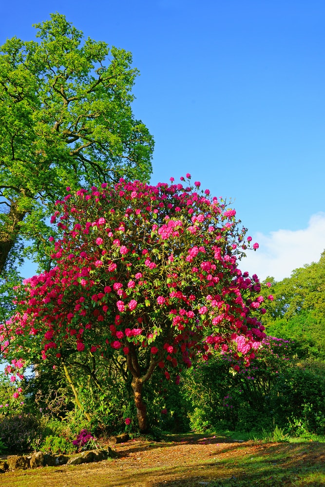 A beautiful garden in summer with a flowering pink Rhododendron tree