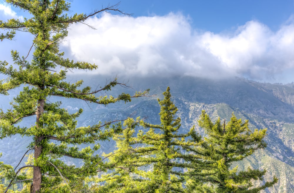 sugar pines with view of the San Gabriel Mountains in Southern California