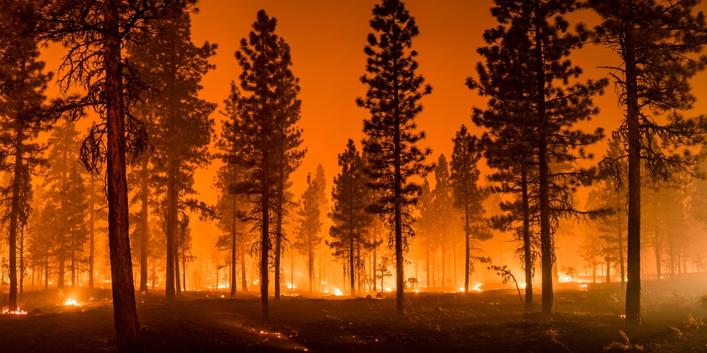 pines and firs burned by a wildfire in the forest