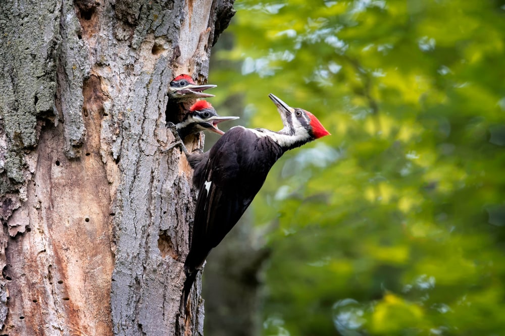 Woodpecker and its baby on a nest