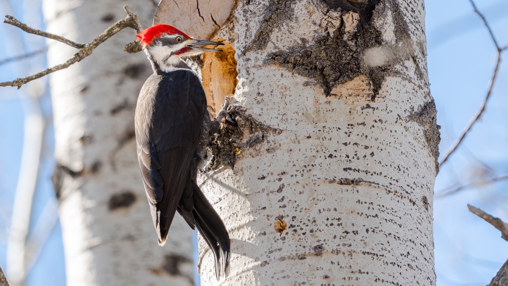 Pileated Woodpecker (Dryocopus pileatus) peeking on its nest