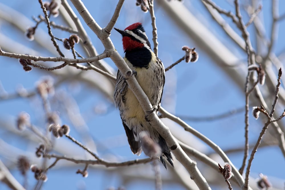 Yellow-Bellied Sapsucker (Sphyrapicus varius) standing in the middle of branches