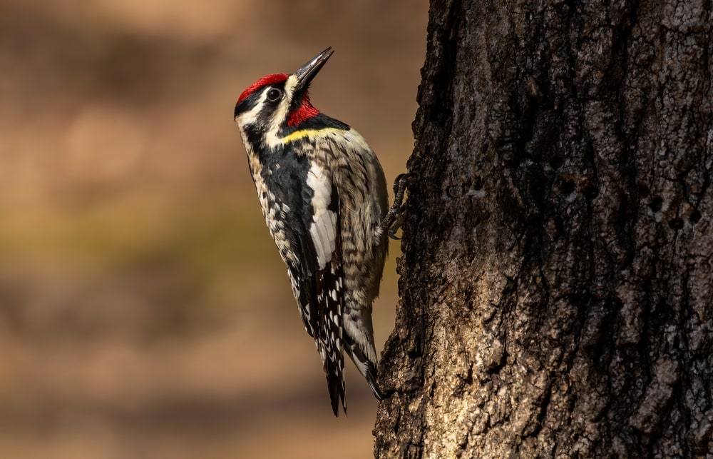 Yellow-Bellied Sapsucker (Sphyrapicus varius) holding on a tree