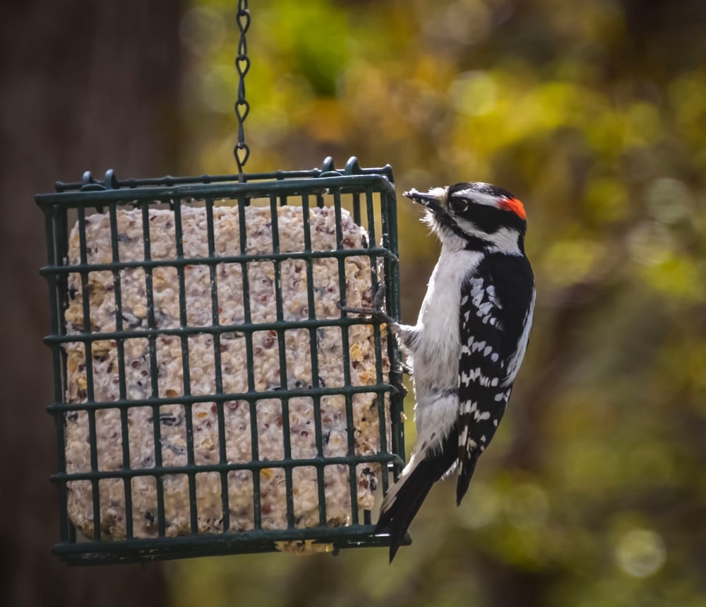 Yellow-Bellied Sapsucker (Sphyrapicus varius) pecking on a caged peas