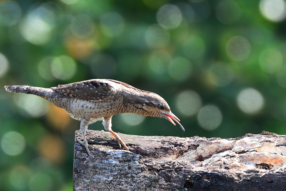 Woodpecker showing its tongue to touch a branch of tree