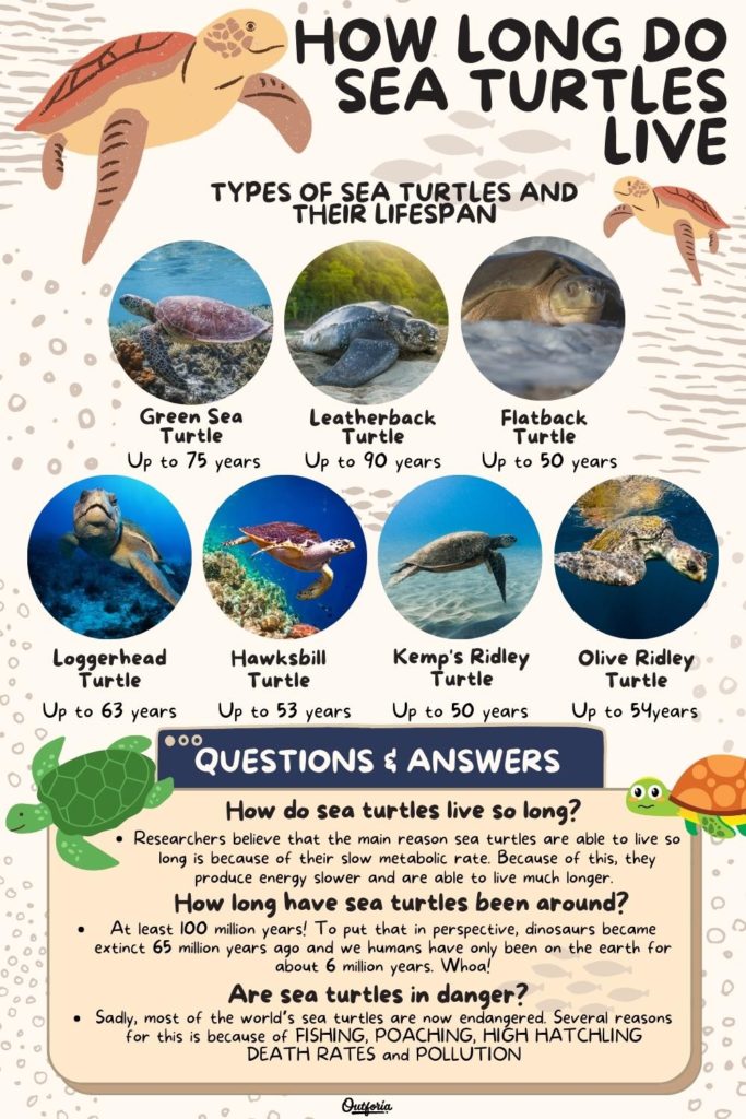 chart of the different sea turtles with their lifespans with faq