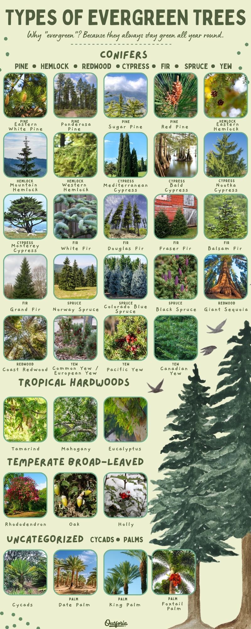 chart of names and images of the different types of evergreen trees