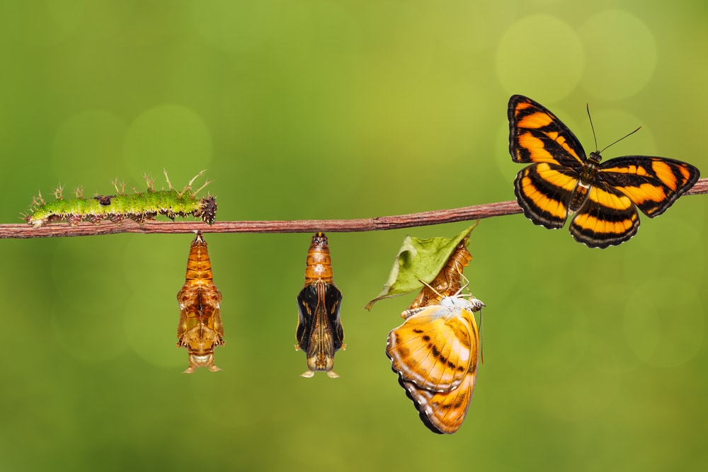 The life cycle of colour segeant butterfly