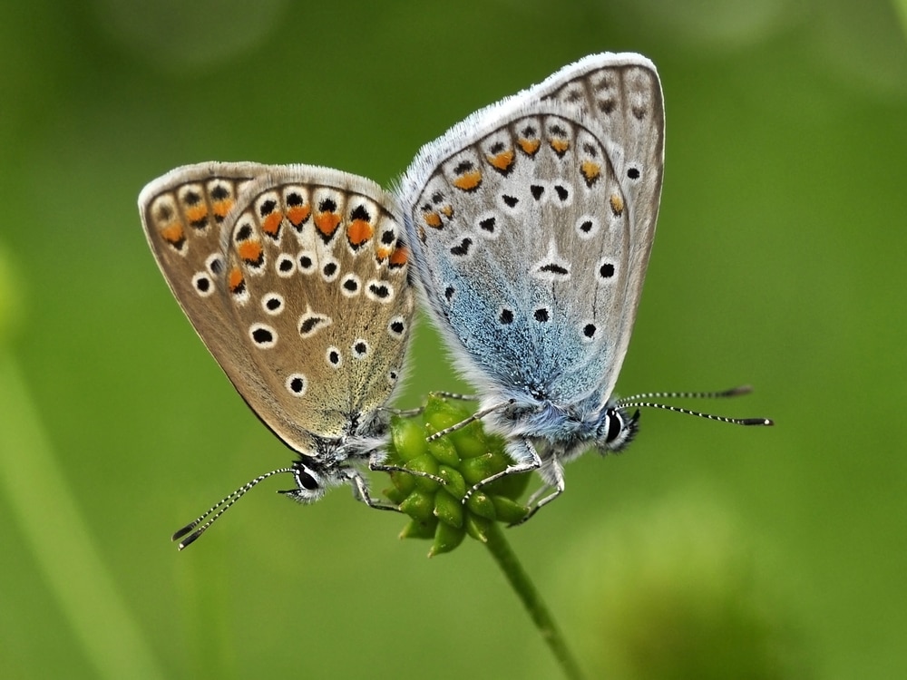 two dewy butterflies mating