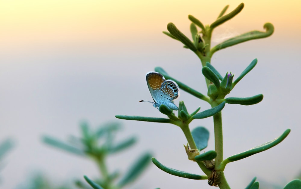 the smallest butterfly, Western pygmy blue sitting on top of a leaf