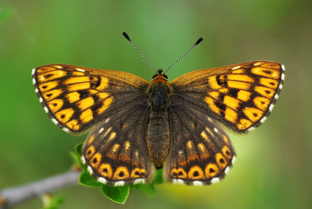 closeup of a duke of burgundy butterlfy