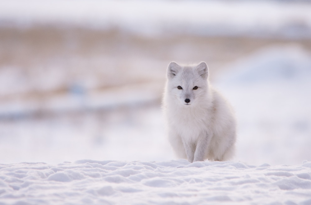 Arctic fox staring straight to the camera
