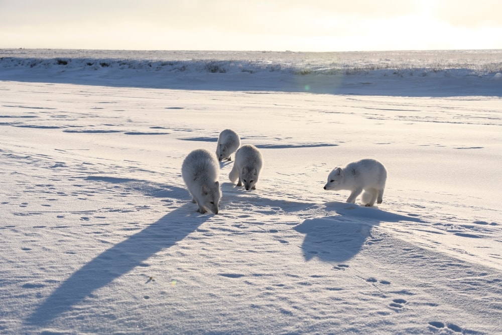 Group of Arctic fox sniffing on snow