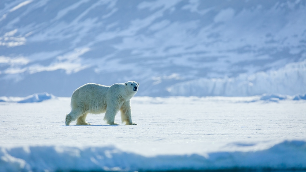 Polar bear walking in the middle of an ice