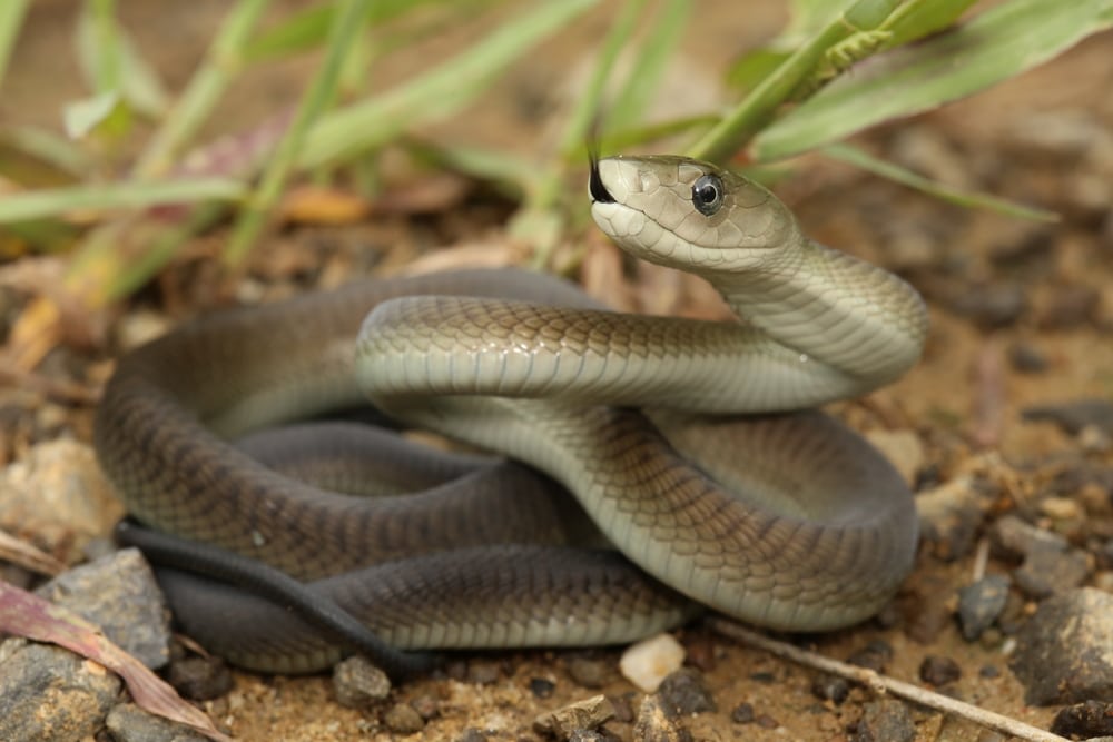 Black mamba showing its tongue