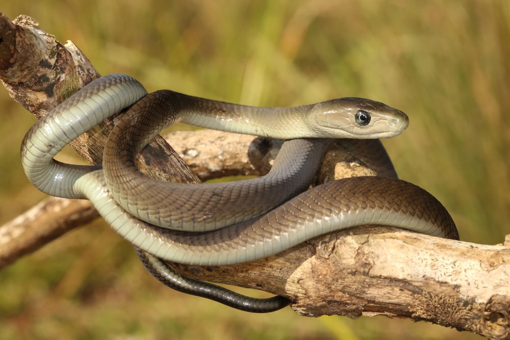 Black Mamba holding on a tree