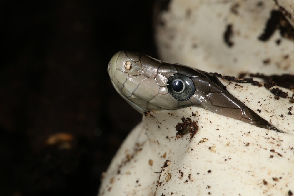 Black mamba being born in the dark
