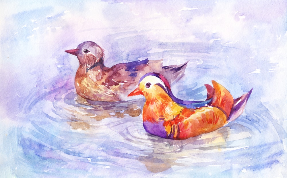 Mandarin duck being painted on canvas