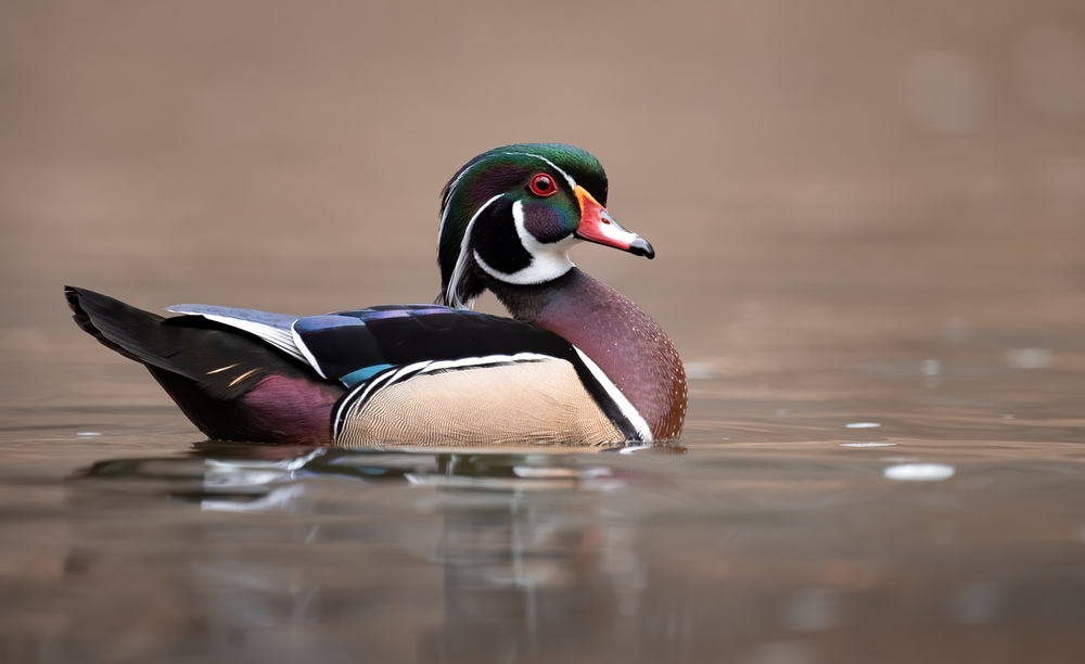 Mandarin duck noticing the camera
