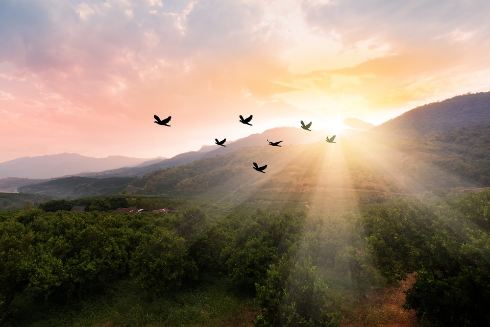 Silhouette of birds flying with sun rays