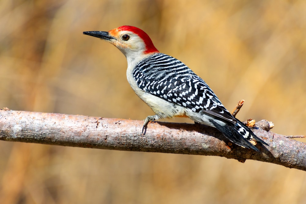 Red-bellied Woodpecker (Melanerpes carolinus) standing on a bark of tree