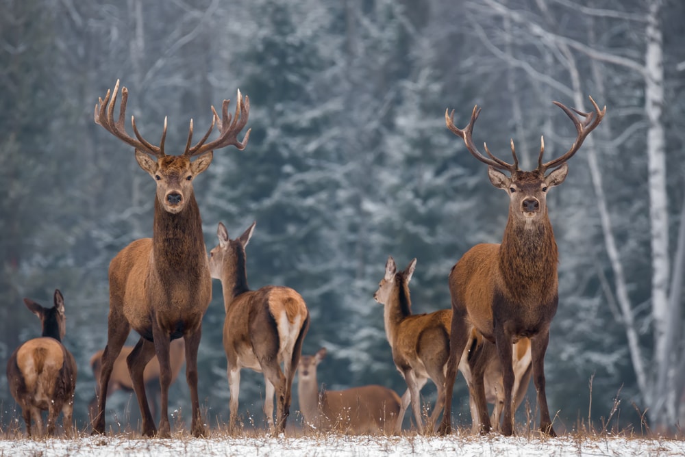 Two deer looking at the camera