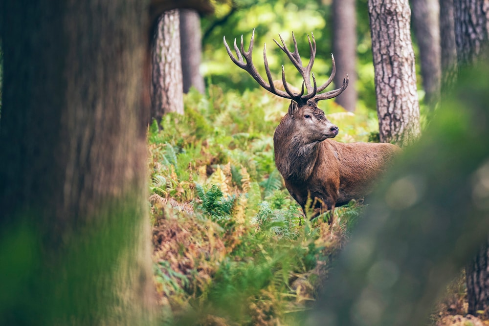 Deer looking back while being shot in secret