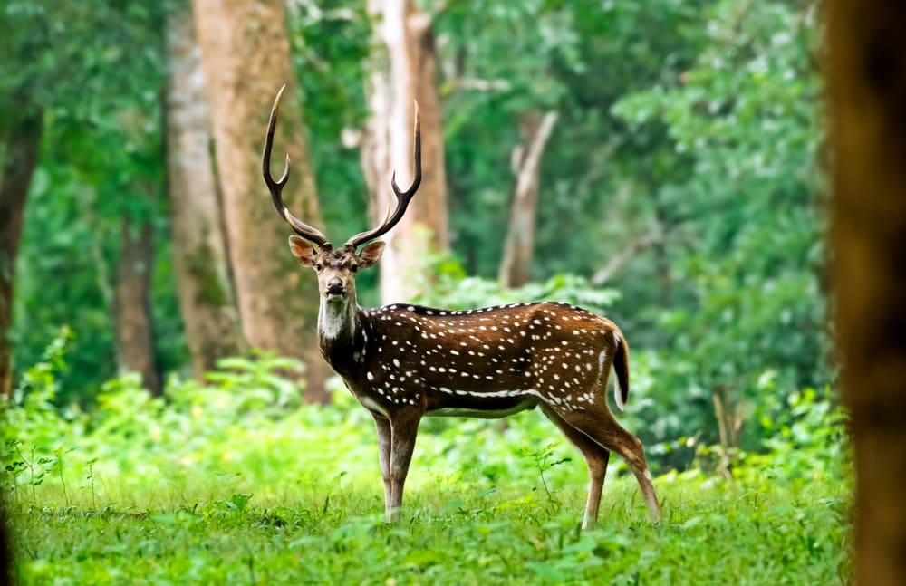 Axis Deer (Axis axis) in the forest staring at the camera