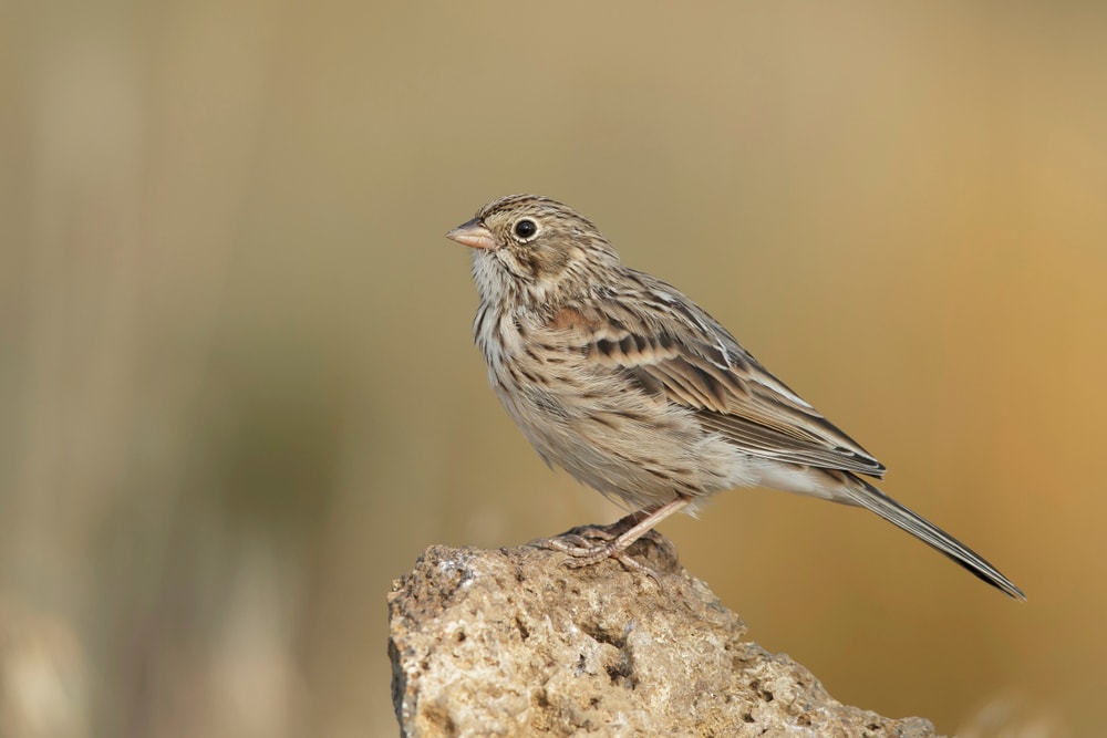 Sparrow standing on a bark with holes
