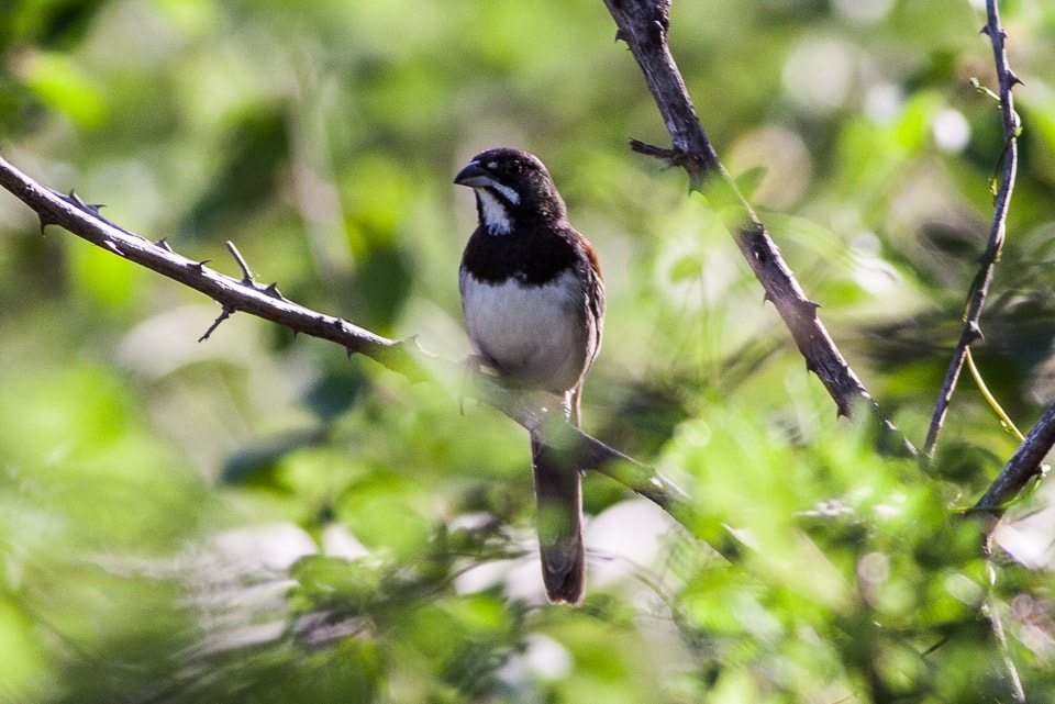 Black-Chested Sparrow - Peucaea humeralis in the middle of a tree
