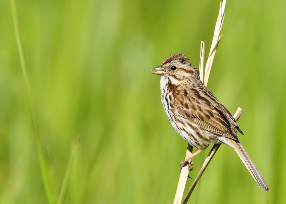Field Sparrow - Spizella pusilla in the middle of the fields