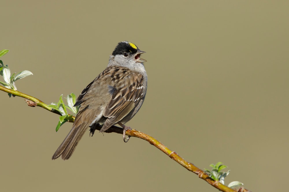 Golden-Crowned Sparrow - Zonotrichia atricapilla on brown background