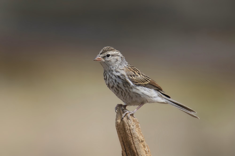Brewer’s Sparrows - Spizella breweri on top of a wood
