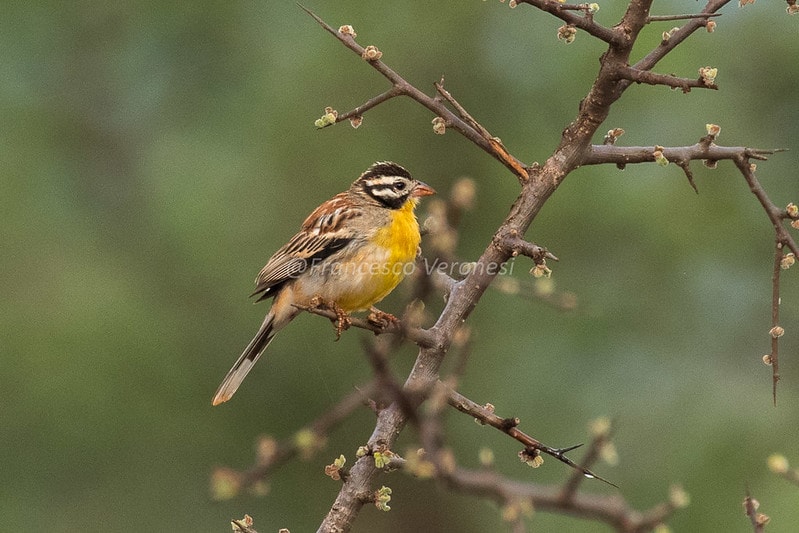 Somali Sparrow - Passer castanopterus holding on thorns of a tree