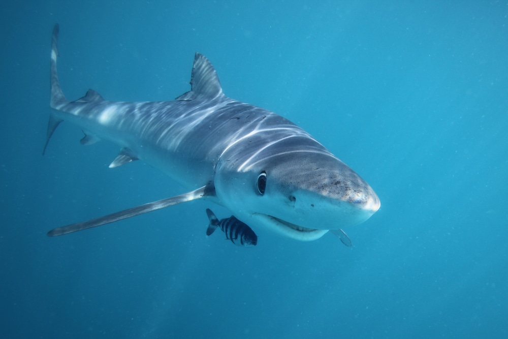 Shark protecting a fish on its path