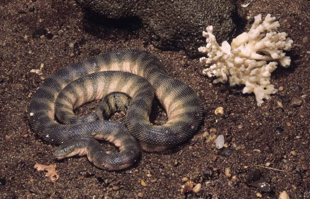 image of a beaked sea snake coiled on the ground