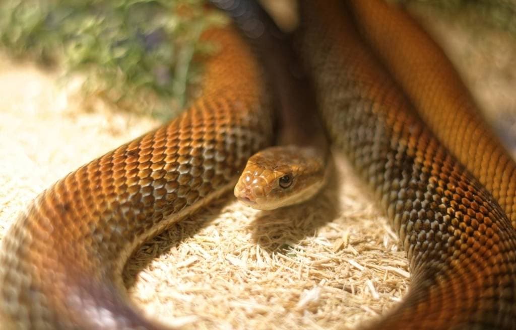 close up mage of a coastal taipan in a terrarium setting