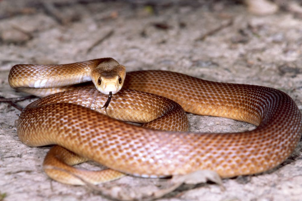 image of a coiled coastal taipan flickering its tongue