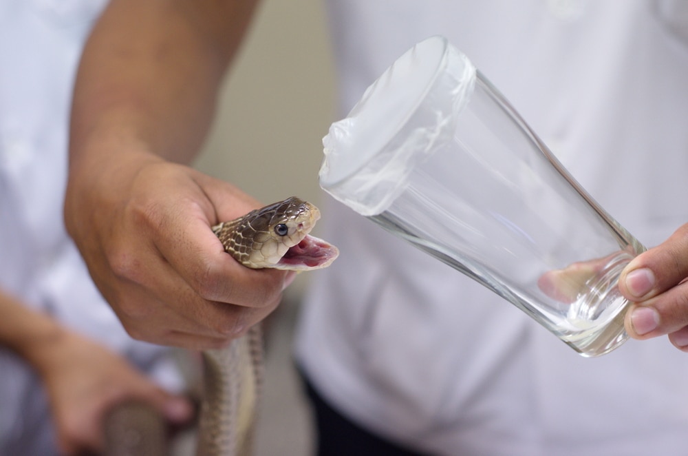image of a man extracting a venom from a snake