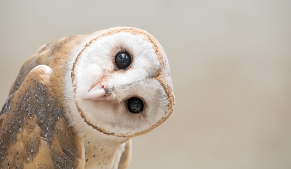 a barn owl looking at the camera tilting its head