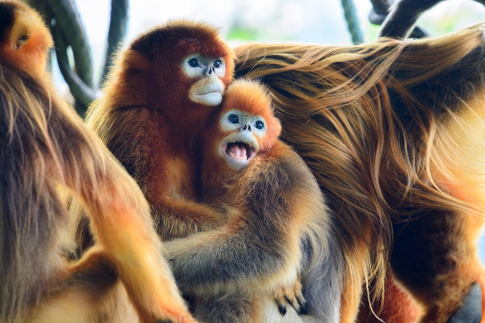 Photo of a happy Golden snub-nosed monkey
