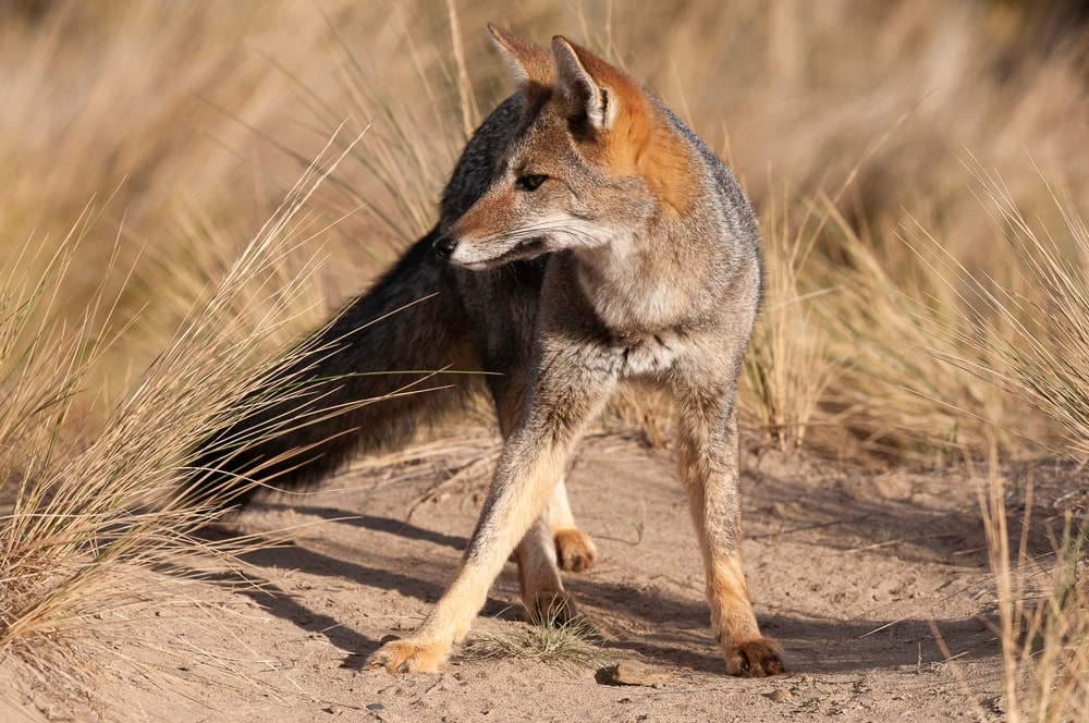 Gray fox in the middle of dead fields